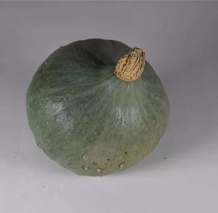 Speisekürbis Blue Ballet Speisekürbis Blue Ballet