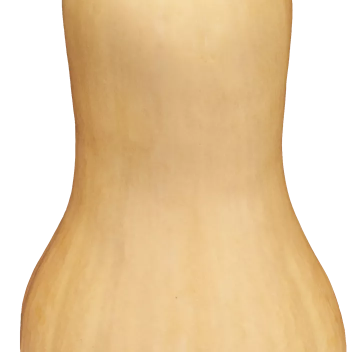 Moschus-Kürbis 'Butternut'