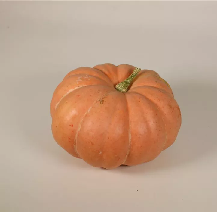 Speisekürbis Garbo Speisekürbis Garbo