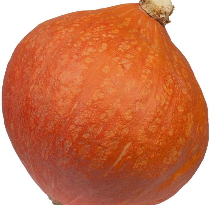 Speisekürbis Hokkaido Speisekürbis Hokkaido