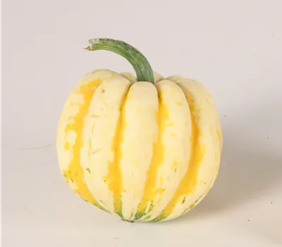 Speisekürbis Karneval