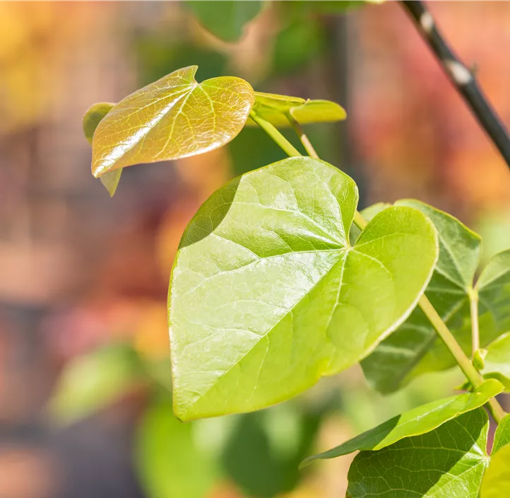 Judasbaum 'Pink Pom Poms' Judasbaum 'Pink Pom Poms'