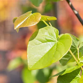 Cercis canadensis Traveller