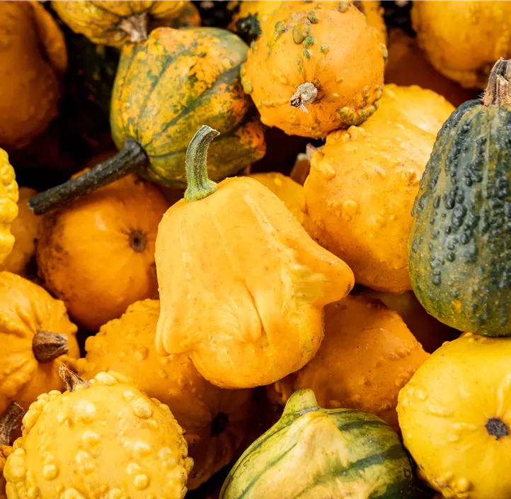 Zier-Kuerbis Mischung 6Stk/Netz Zier-Kuerbis Mischung 6Stk/Netz