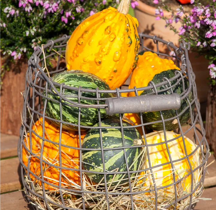 Zier-Kürbis Kamo Kamo Zier-Kürbis Kamo Kamo