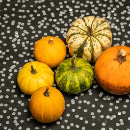 Zier-Kuerbis Mischung 6Stk/Netz Zier-Kuerbis Mischung 6Stk/Netz