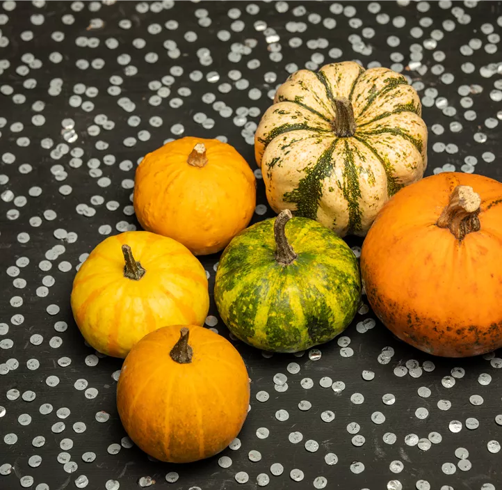 Zier-Kuerbis Mischung 6Stk/Netz Zier-Kuerbis Mischung 6Stk/Netz