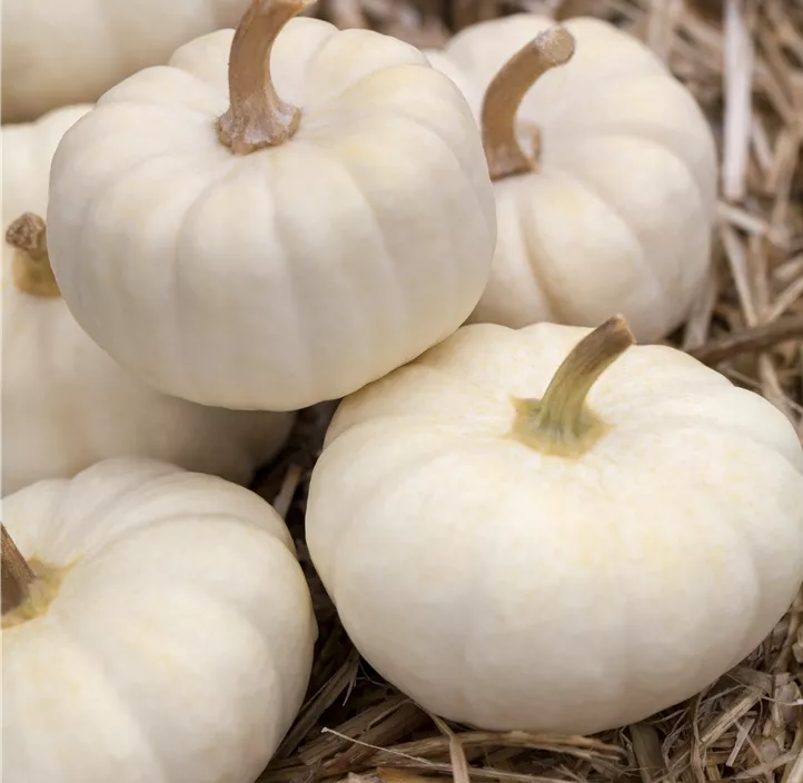 Zier-Kürbis Baby Boo Zier-Kürbis Baby Boo