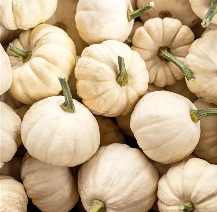 Zier-Kürbis Baby Boo Zier-Kürbis Baby Boo