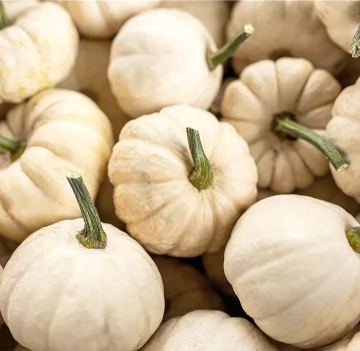 Zier-Kürbis Baby Boo Zier-Kürbis Baby Boo