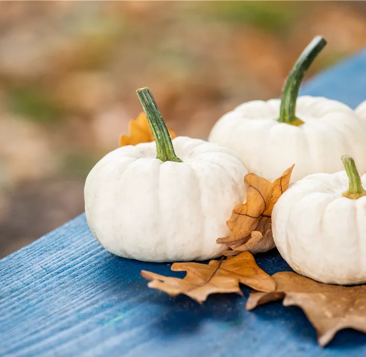 Zier-Kürbis Baby Boo Zier-Kürbis Baby Boo