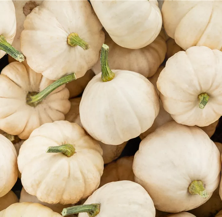 Zier-Kürbis Baby Boo Zier-Kürbis Baby Boo