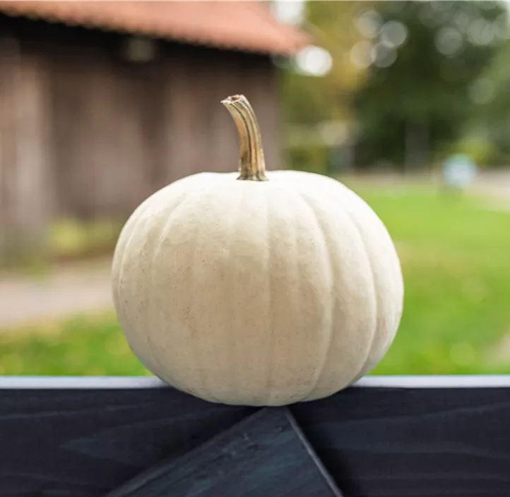 Zier-Kürbis Baby Boo Zier-Kürbis Baby Boo