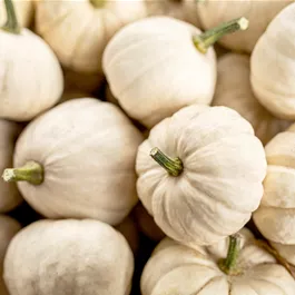 Zier-Kürbis Baby Boo Zier-Kürbis Baby Boo