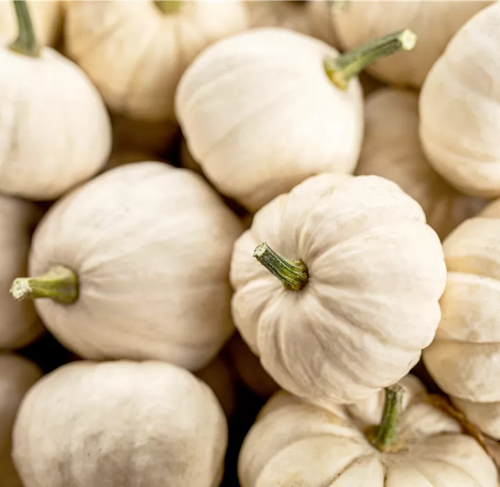 Zier-Kürbis Baby Boo Zier-Kürbis Baby Boo