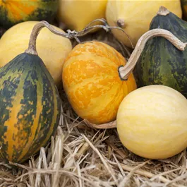 Zier-Kürbis Kamo Kamo Zier-Kürbis Kamo Kamo