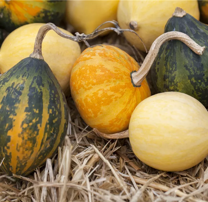 Zier-Kürbis Kamo Kamo Zier-Kürbis Kamo Kamo