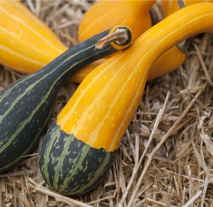 Zier-Kürbis Kamo Kamo Zier-Kürbis Kamo Kamo