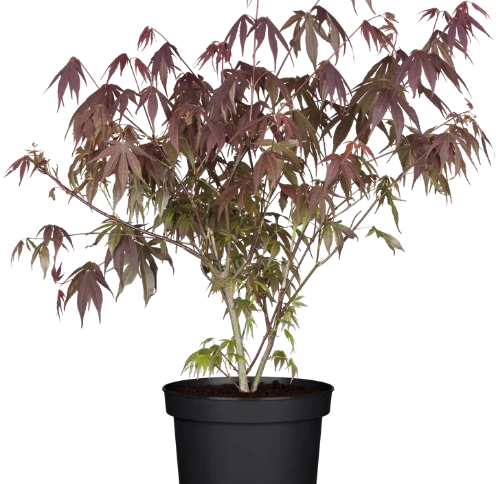 Roter Fächerahorn 'Beni Maiko' Roter Fächerahorn 'Beni Maiko'