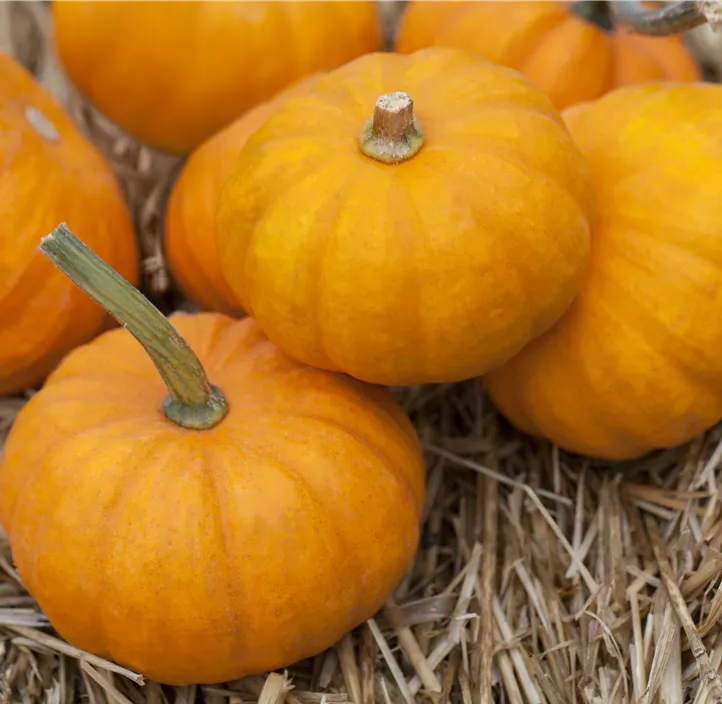 Zier-Kürbis Kamo Kamo Zier-Kürbis Kamo Kamo