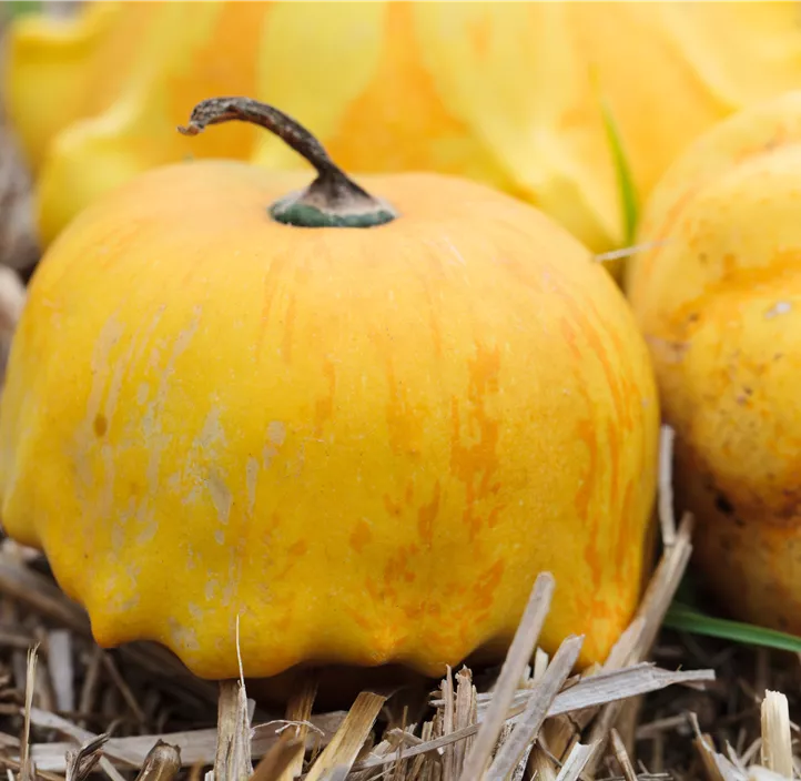 Zier-Kürbis Kamo Kamo Zier-Kürbis Kamo Kamo