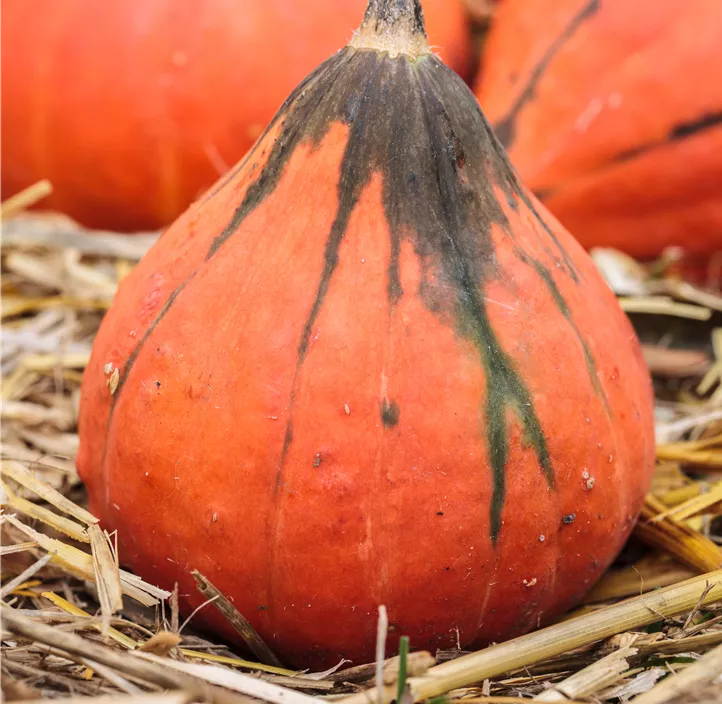 Zier-Kürbis Kamo Kamo Zier-Kürbis Kamo Kamo