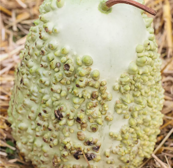 Zier-Kürbis Kamo Kamo Zier-Kürbis Kamo Kamo