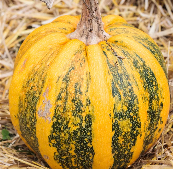 Zier-Kürbis Kamo Kamo Zier-Kürbis Kamo Kamo