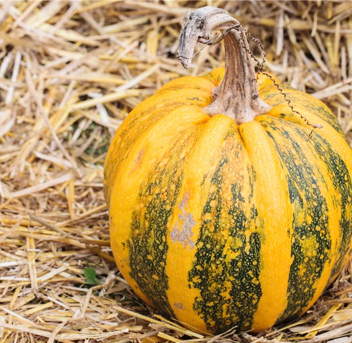 Zier-Kürbis Kamo Kamo Zier-Kürbis Kamo Kamo