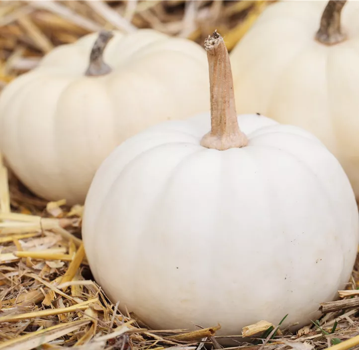 Zier-Kürbis Kamo Kamo Zier-Kürbis Kamo Kamo