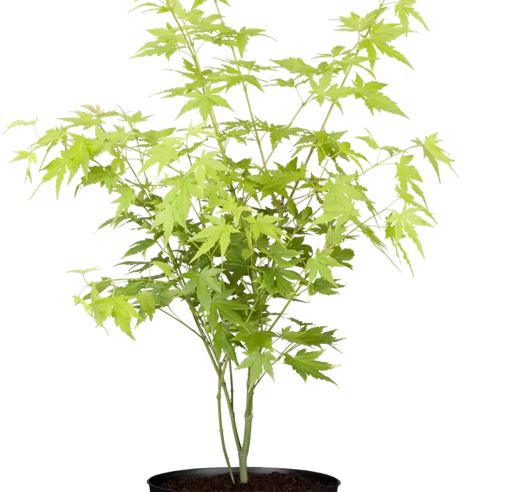 Roter Fächerahorn 'Beni Maiko' Roter Fächerahorn 'Beni Maiko'