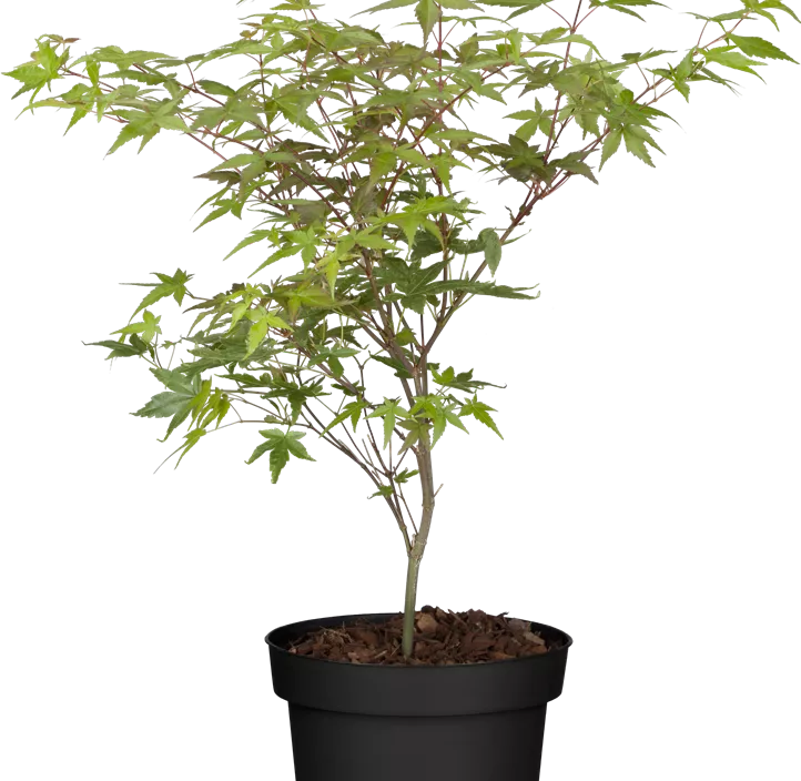 Roter Fächerahorn 'Beni Maiko' Roter Fächerahorn 'Beni Maiko'