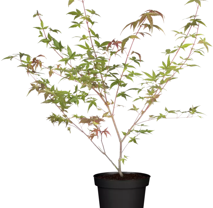 Roter Fächerahorn 'Beni Maiko' Roter Fächerahorn 'Beni Maiko'