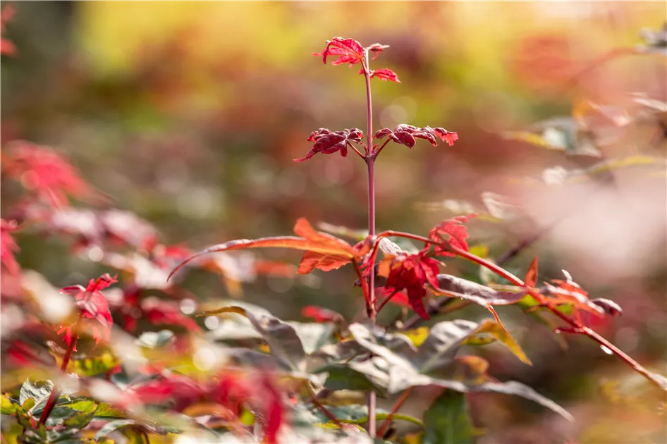 Produktbild von Gardeners Dream Japanischer Ahorn 'Beni-Maiko' (50-70 Cm) - Roter Fächerahorn, Winterhart | Perfekt Für Garten, Terrasse & Kübel