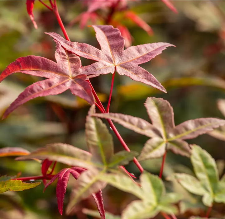 Roter Fächerahorn 'Beni Maiko' Roter Fächerahorn 'Beni Maiko'