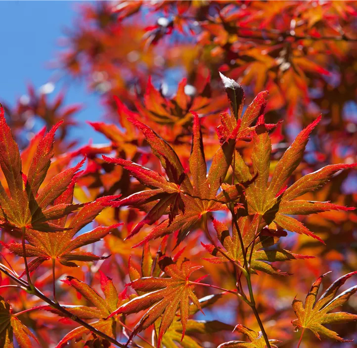 Fächerahorn 'Trompenburg' Fächerahorn 'Trompenburg'
