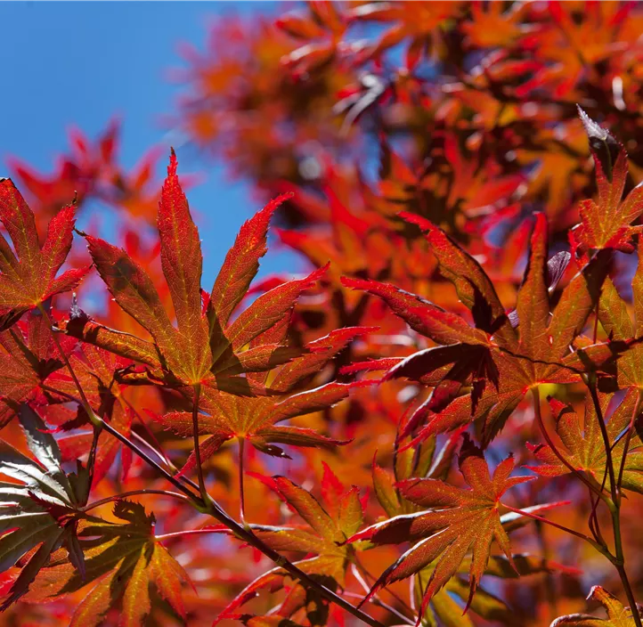 Fächerahorn 'Trompenburg' Fächerahorn 'Trompenburg'