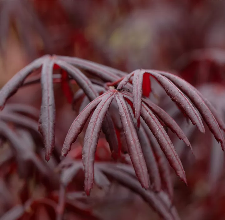 Fächerahorn 'Trompenburg' Fächerahorn 'Trompenburg'