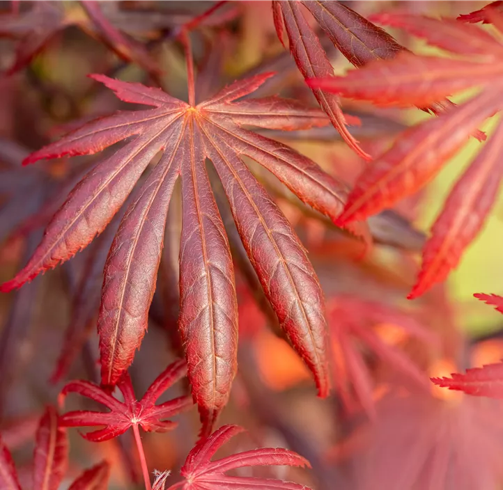 Fächerahorn 'Trompenburg' Fächerahorn 'Trompenburg'