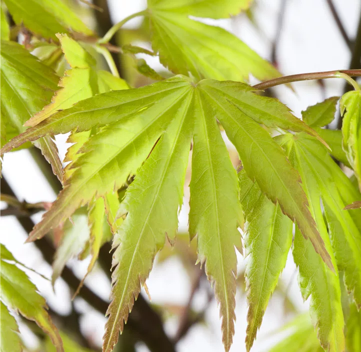 Fächerahorn 'Orange Dream' Fächerahorn 'Orange Dream'