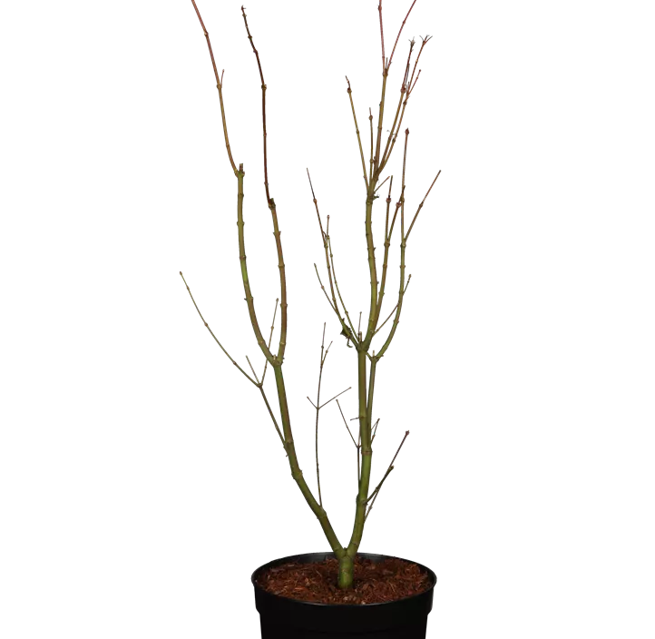 Fächerahorn 'Orange Dream' Fächerahorn 'Orange Dream'