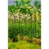 bellaflora Gartencenter GmbH