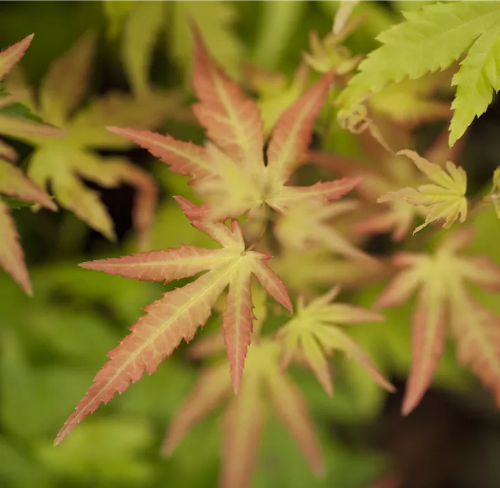 Fächerahorn 'Orange Dream' Fächerahorn 'Orange Dream'