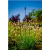 bellaflora Gartencenter GmbH