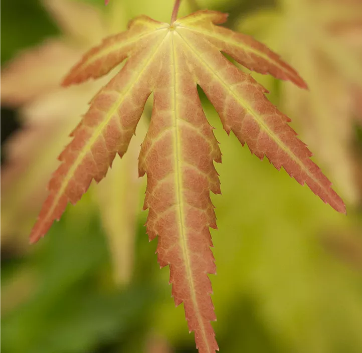 Fächerahorn 'Orange Dream' Fächerahorn 'Orange Dream'