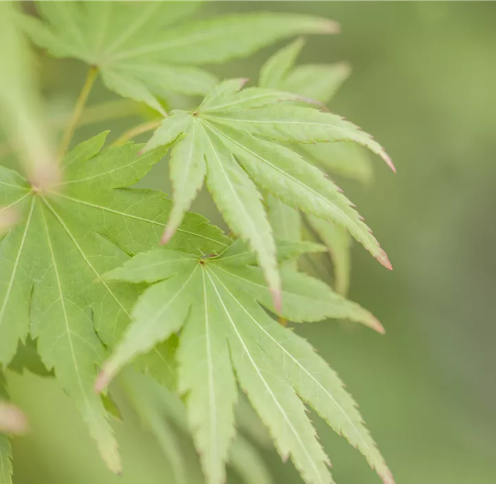 Fächerahorn 'Orange Dream' Fächerahorn 'Orange Dream'