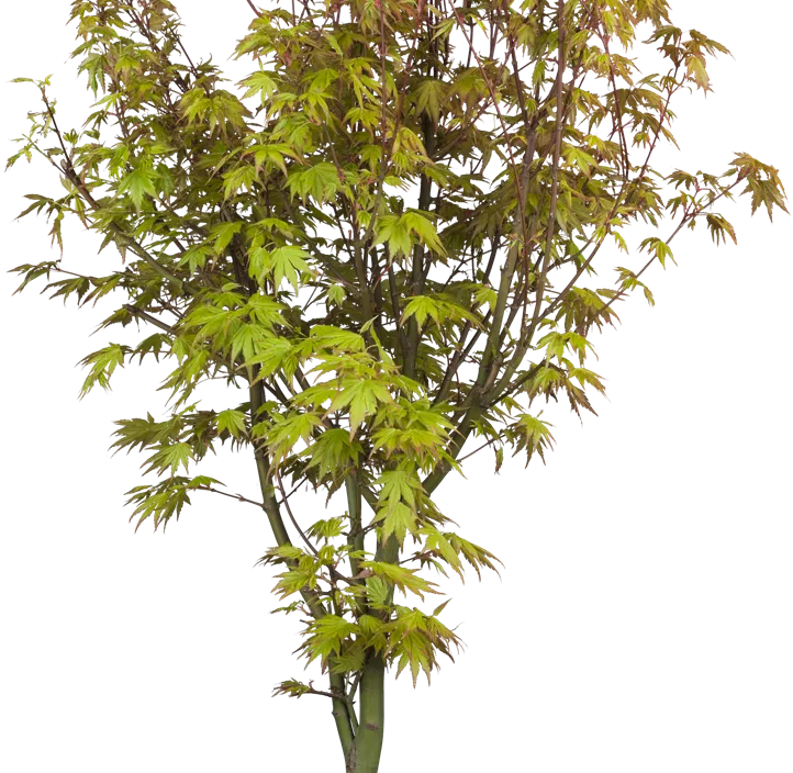 Fächerahorn 'Orange Dream' Fächerahorn 'Orange Dream'