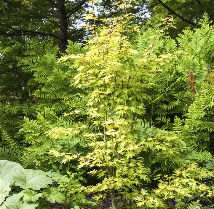 Fächerahorn 'Orange Dream' Fächerahorn 'Orange Dream'