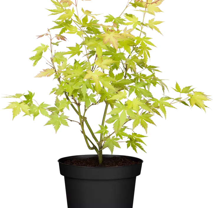 Fächerahorn 'Orange Dream' Fächerahorn 'Orange Dream'