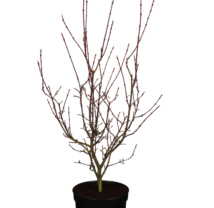 Fächerahorn 'Shaina' Fächerahorn 'Shaina'